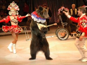 Медведь циркач фото